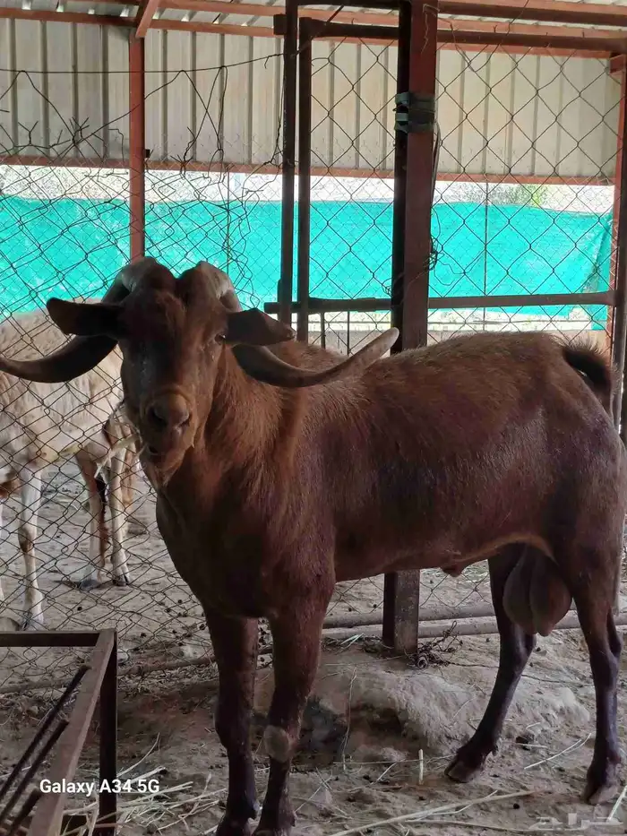 تيس فحل حار على الشرط السن جامع 0