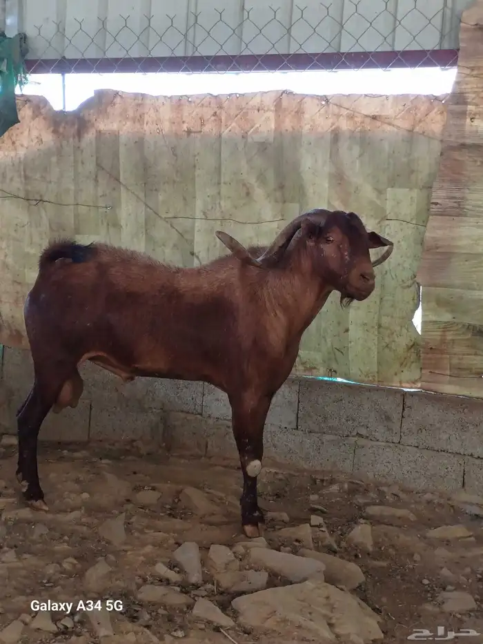 تيس فحل حار على الشرط السن جامع 1