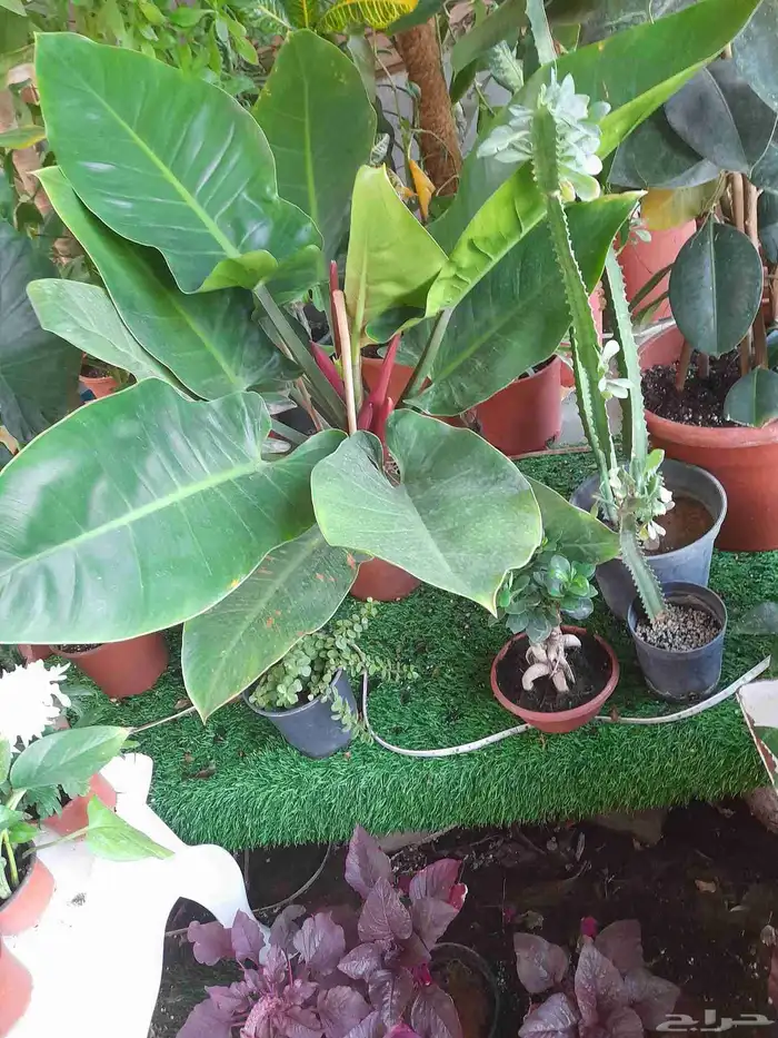 منسق حديق وتركيب جميع شبكات الري العادي والاتمتك 0