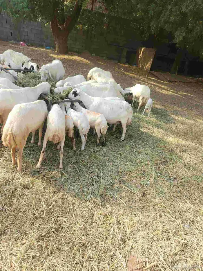 ضان رفيدي بلدي العدد 53 تحتها 21 2