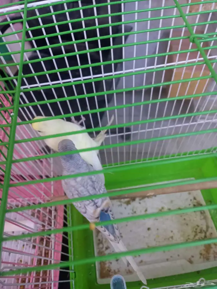 أربعة أزواج بادجي..منتجه..فخمه 6