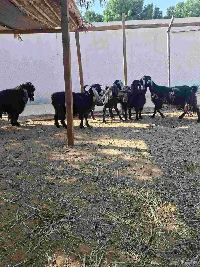 ماعز عوارض 8