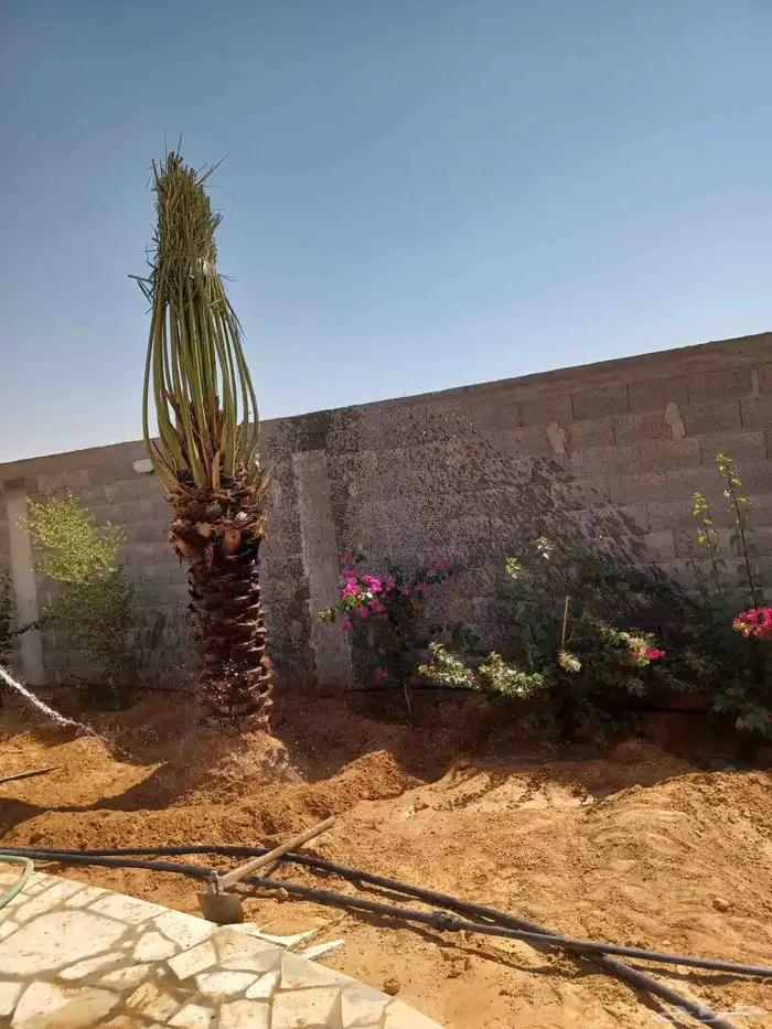 يوجد لدينا جميع انواع النخيل العربي والواشنطن ونقوم بتوريد ا 3
