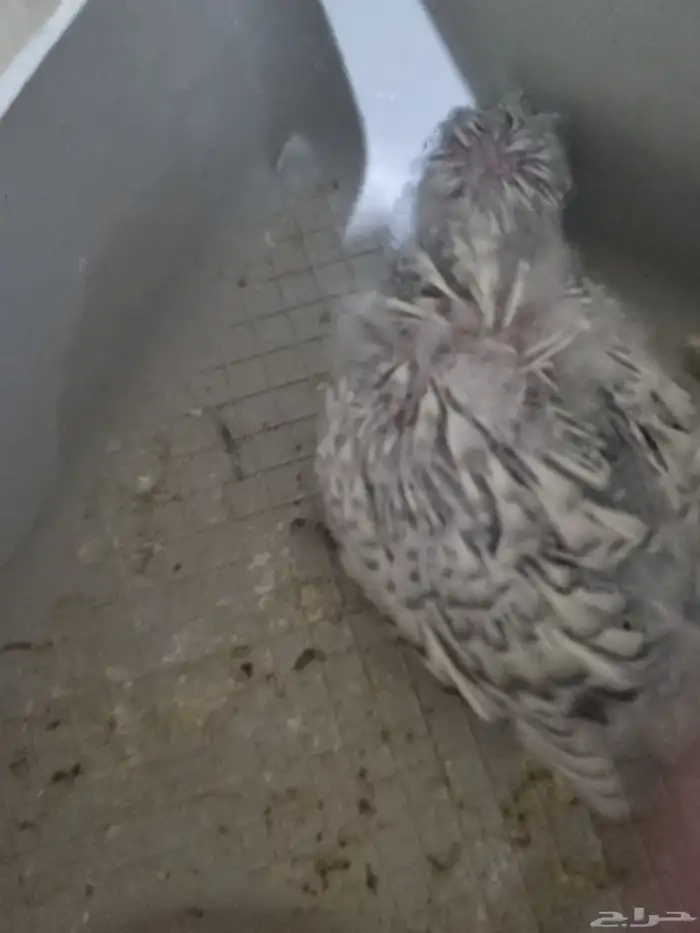 جوز هوقو منتج 8