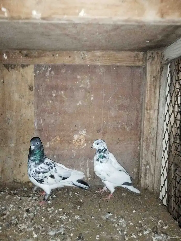 حمام باكستاني 0