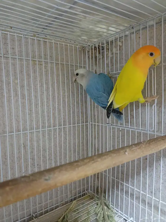 جوز روز (( تم البيع )) 4