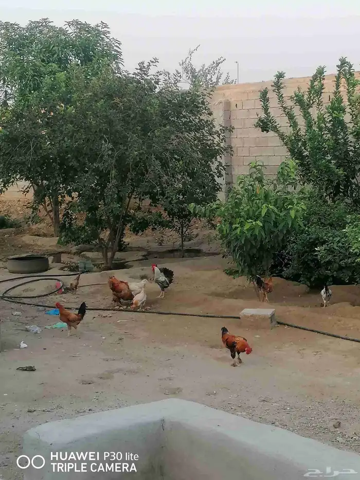 الدجاج للبيع 2