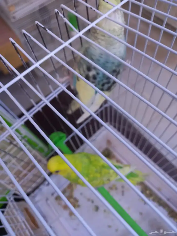 أربعة أزواج بادجي..منتجه..فخمه 4