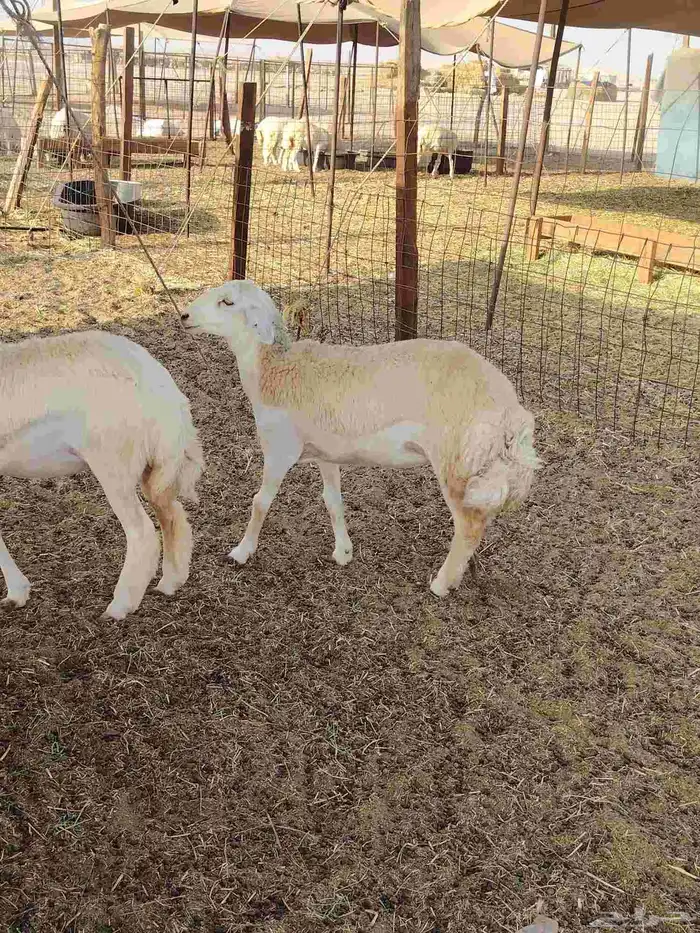 رخال حريات العدد 50 راس 6