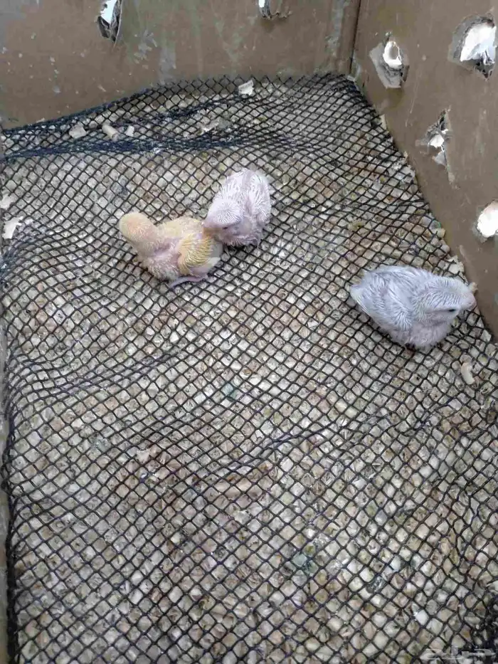 فروخ طيور روز غر 0