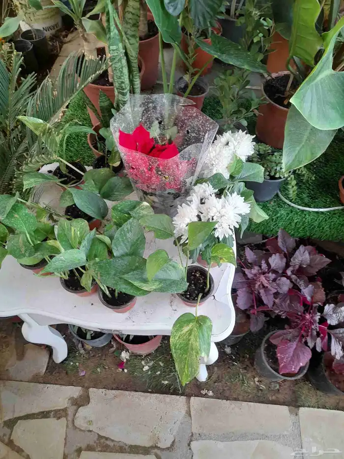 منسق حديق وتركيب جميع شبكات الري العادي والاتمتك 2