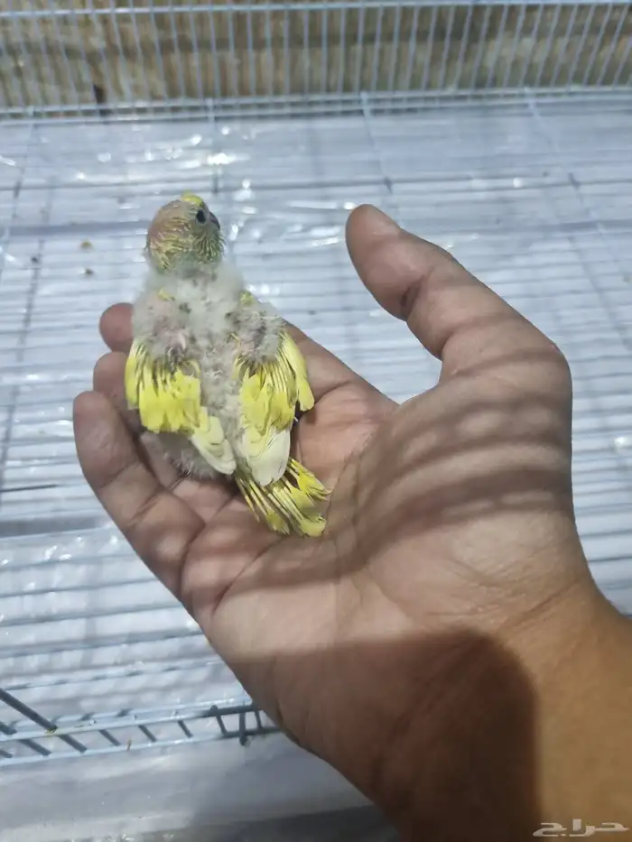 جوز هوقو منتج 6