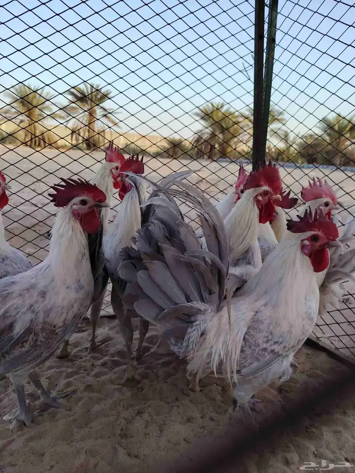 بسم الله الرحمن الرحيم للبيع ديوك فيومي صحه توب التوب 0