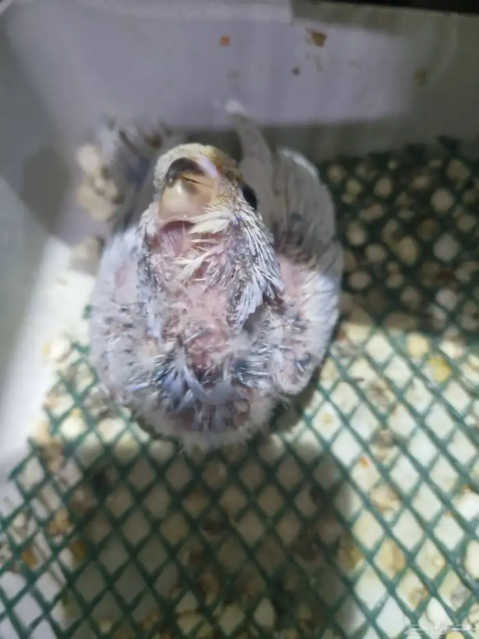 جوز هوقو منتج 9