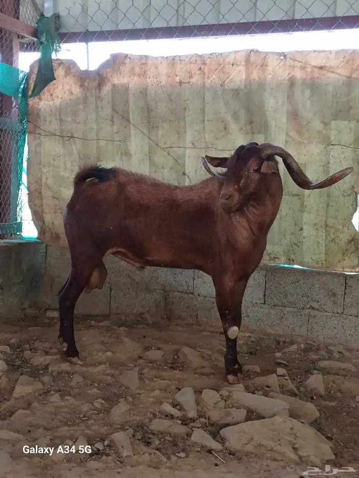 تيس فحل حار على الشرط السن جامع 2