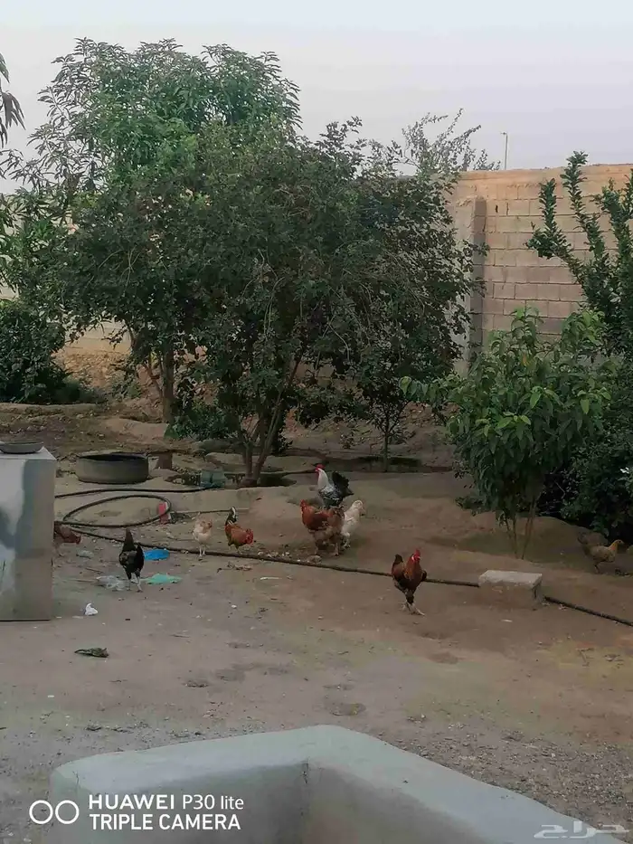 الدجاج للبيع 8