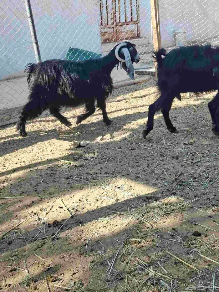 ماعز عوارض 5