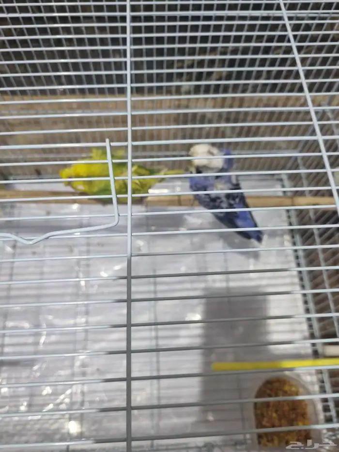 جوز هوقو منتج 3