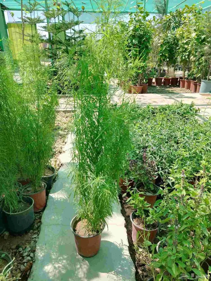 تنسيق حدائق وشبكات ري وقص الأشجار المثمره و ترتيب الشجر الزي 38