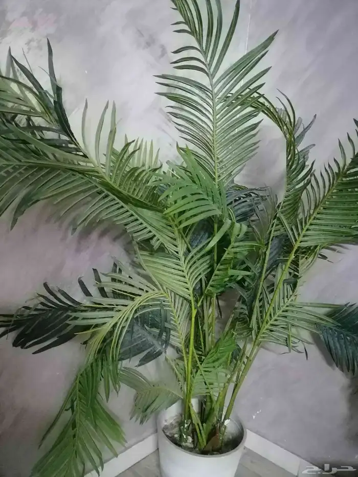 عفش بيت جزامه حديد 400 ريال زينه شجرة 200 ريال كرسي مدخل 300 1