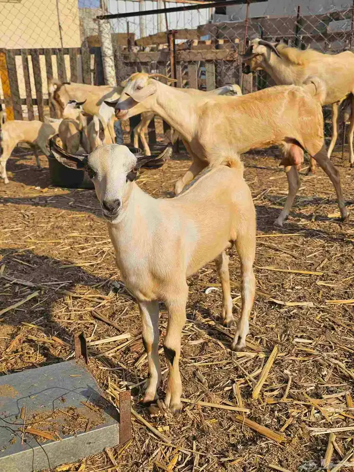 مشروع فحل بيشي ما شاء الله مد وعظم العمر شهرين 2