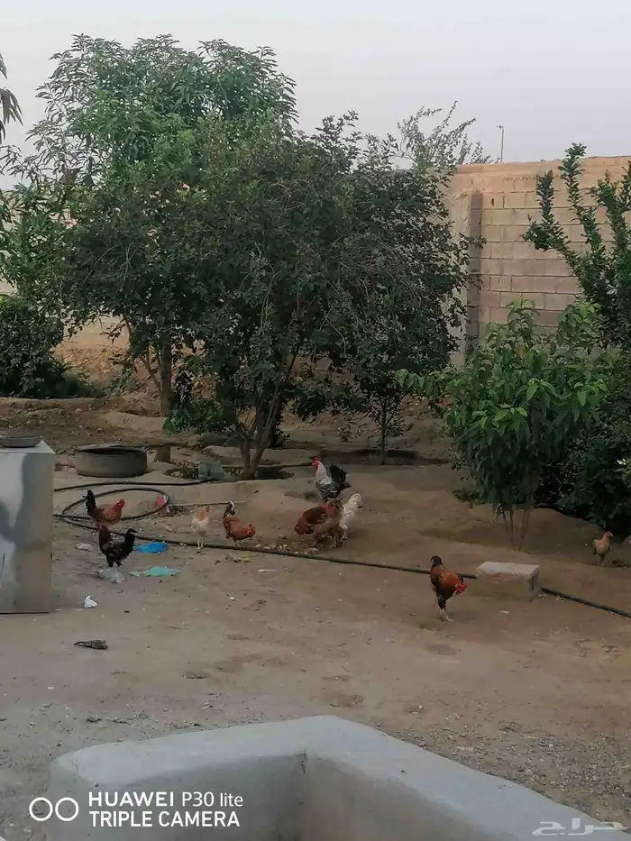 الدجاج للبيع 7