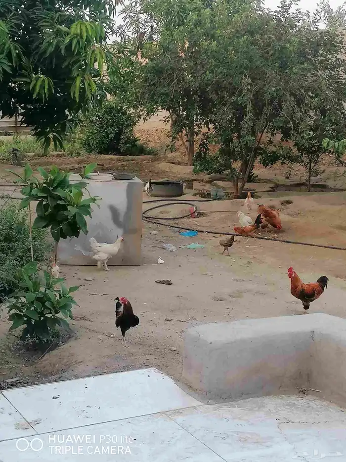 الدجاج للبيع 0