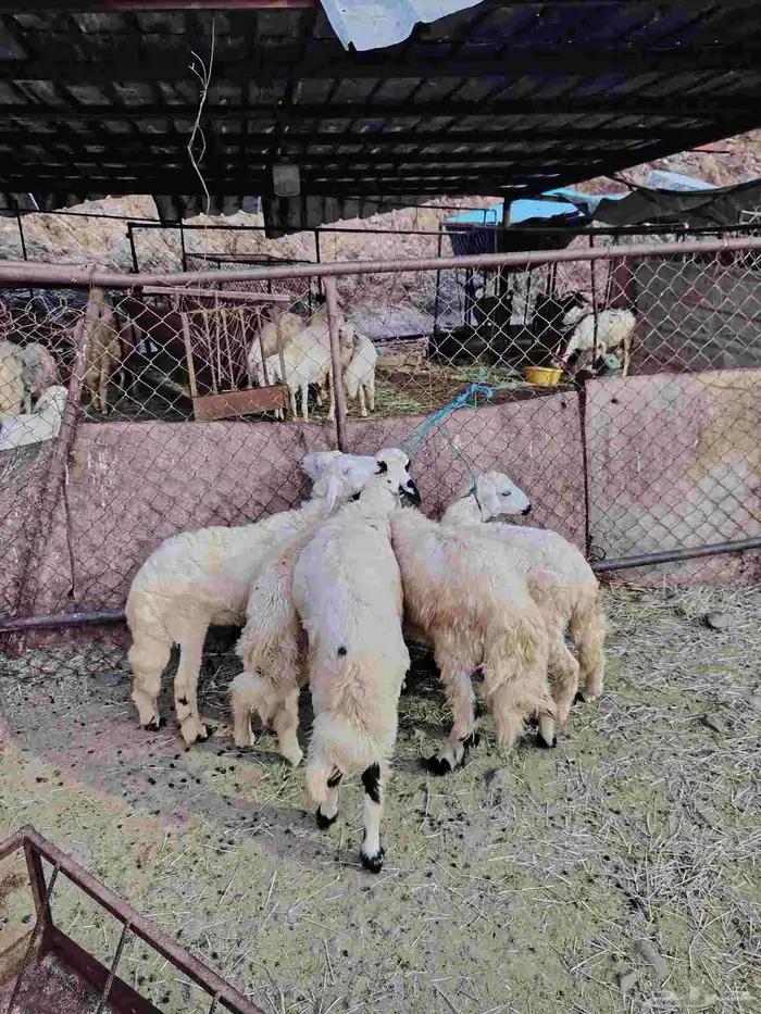 خرفان ذبحه العمر اربع شهور ثلاثه شهور تقريبا 0