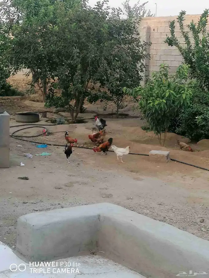 الدجاج للبيع 9