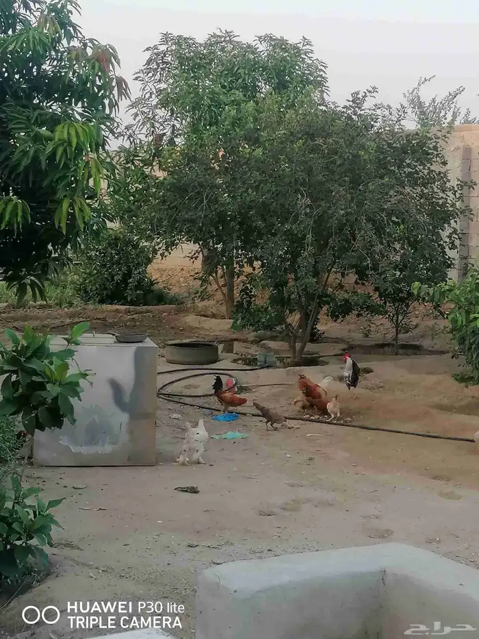 الدجاج للبيع 1