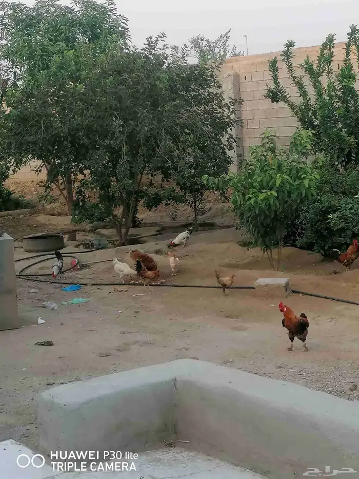 الدجاج للبيع 3
