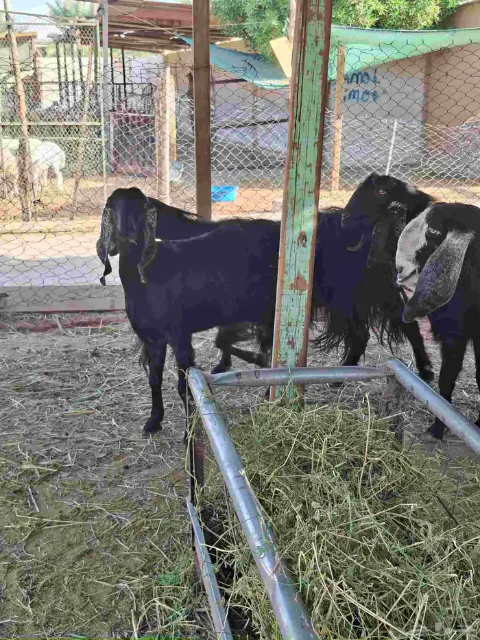 ماعز عوارض 0