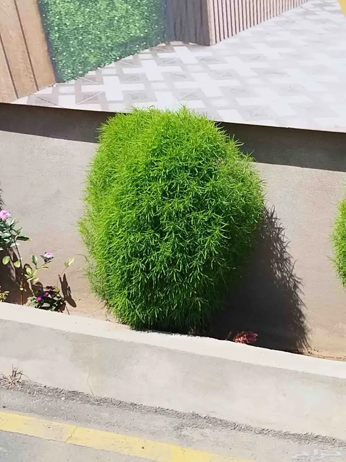 تنسيق حدائق وشبكات ري وقص الأشجار المثمره و ترتيب الشجر الزي 36