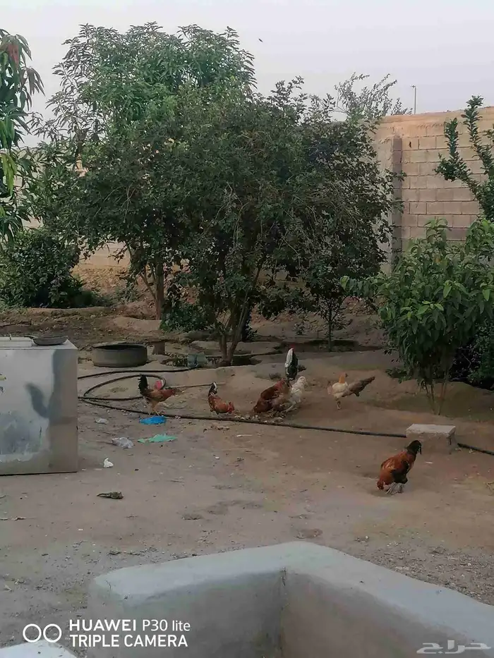 الدجاج للبيع 4
