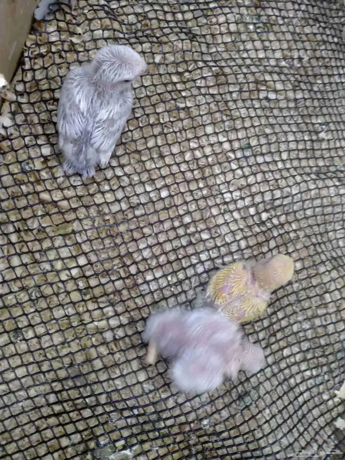 فروخ طيور روز غر 1