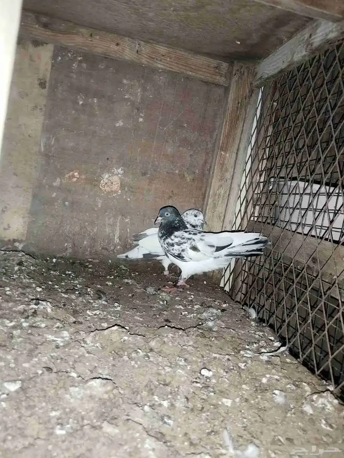 حمام باكستاني 1
