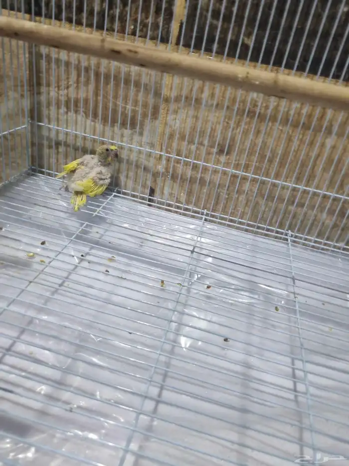 جوز هوقو منتج 2