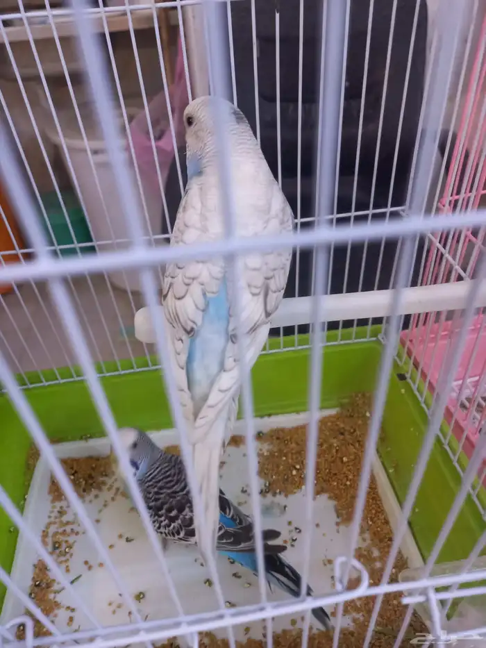 أربعة أزواج بادجي..منتجه..فخمه 7