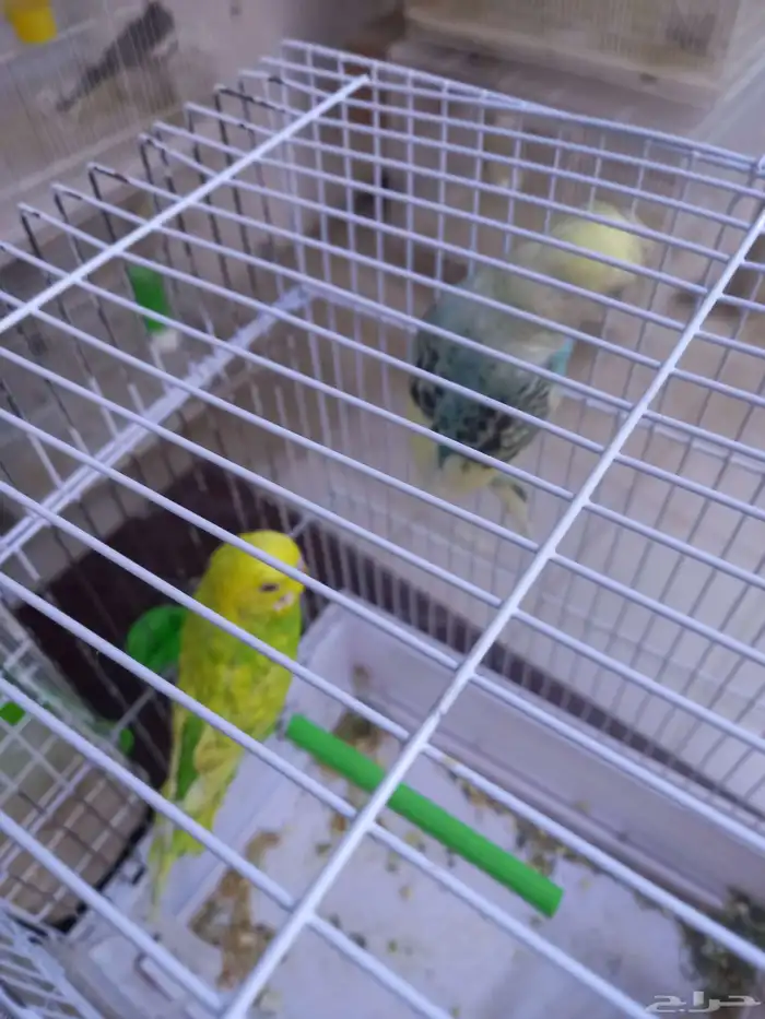 أربعة أزواج بادجي..منتجه..فخمه 3