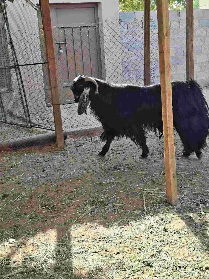 ماعز عوارض 4