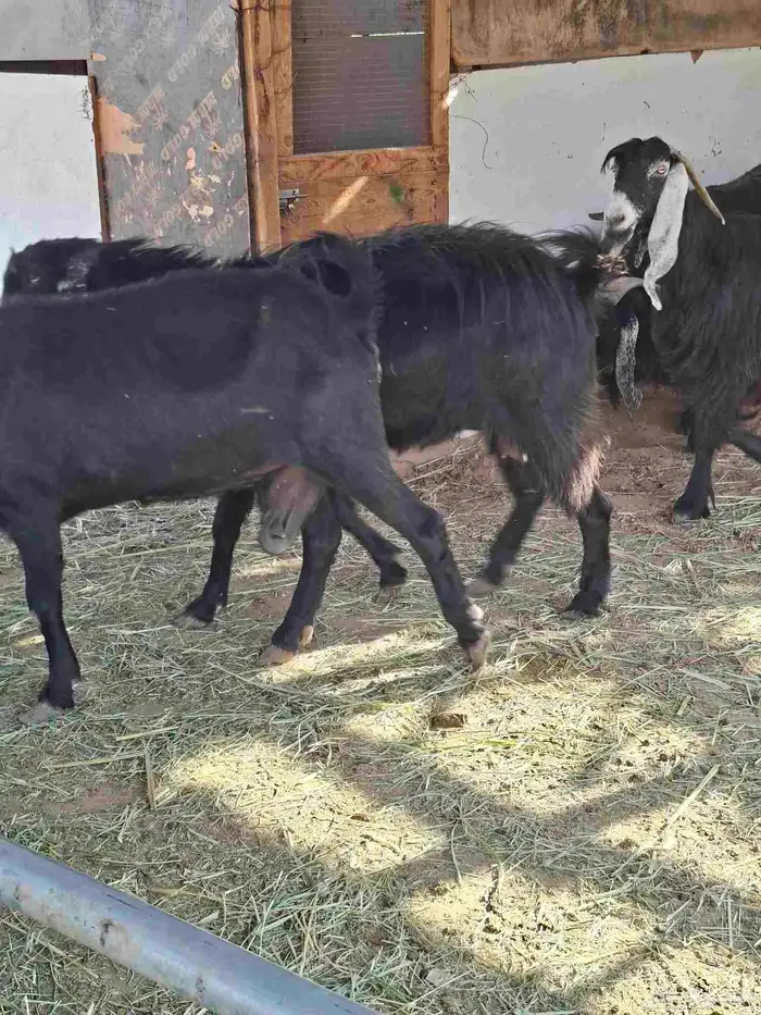 ماعز عوارض 1