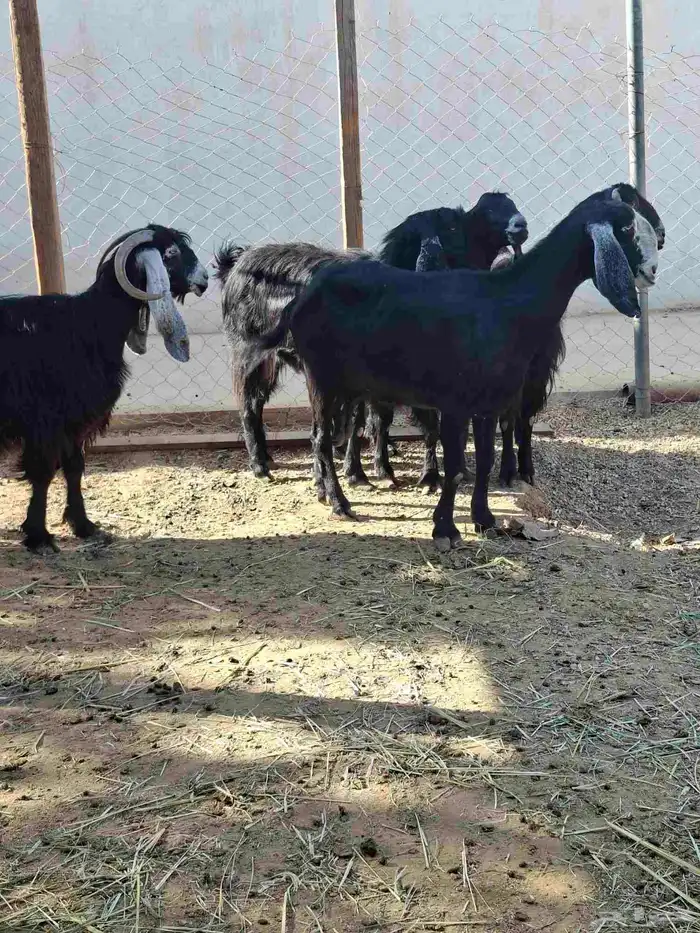 ماعز عوارض 7