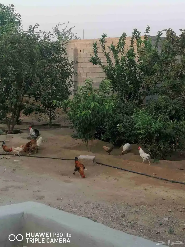 الدجاج للبيع 5
