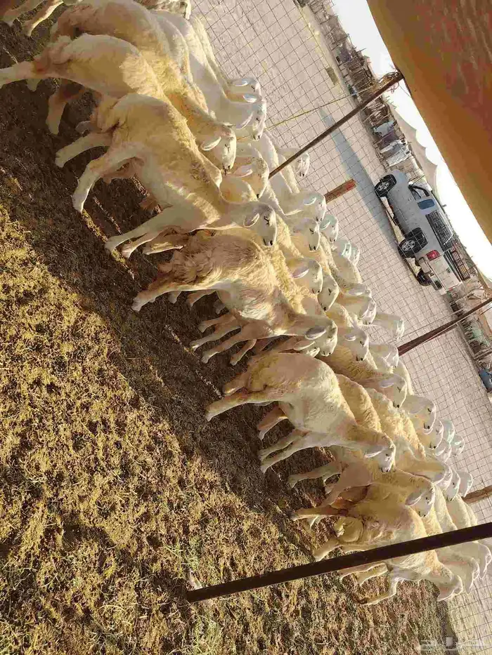 رخال حريات العدد 50 راس 2