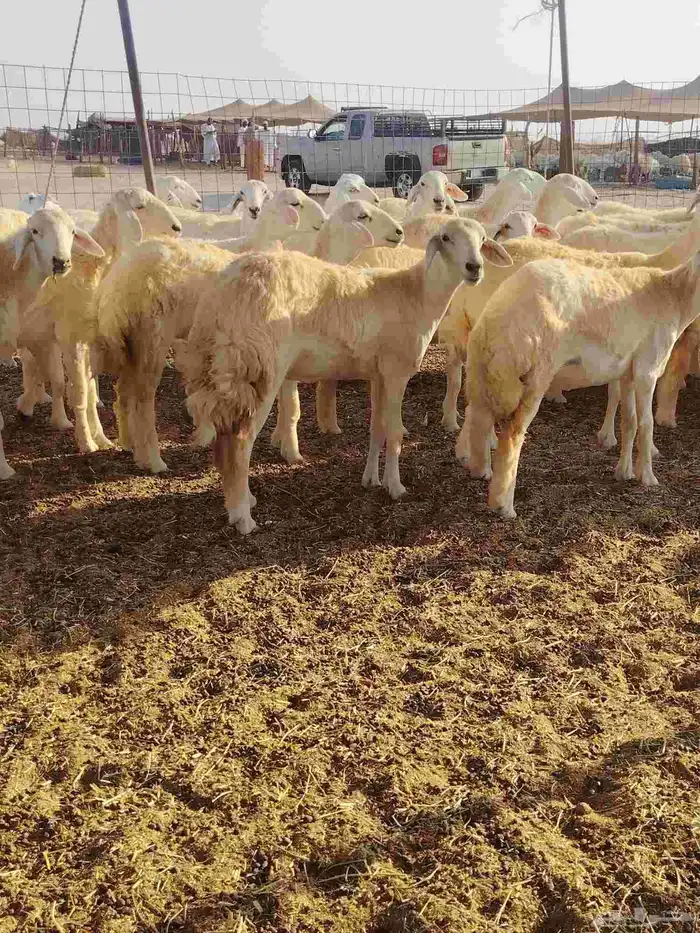 رخال حريات العدد 50 راس 5