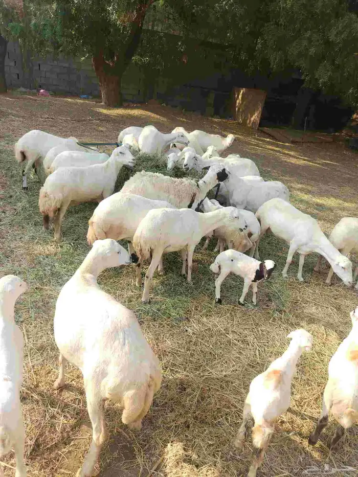 ضان رفيدي بلدي العدد 53 تحتها 21 0