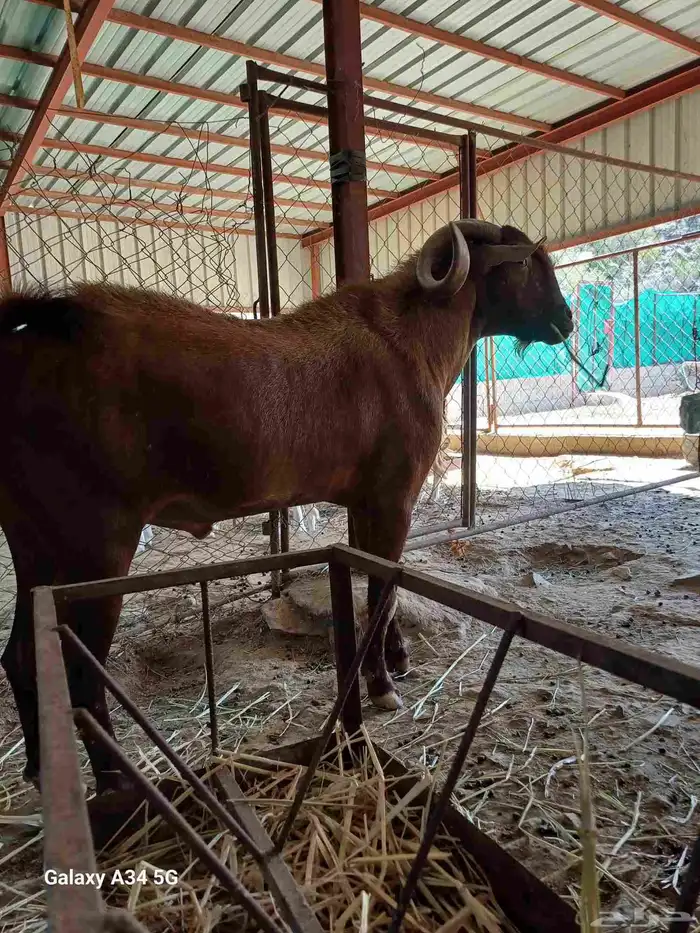 تيس فحل حار على الشرط السن جامع 3