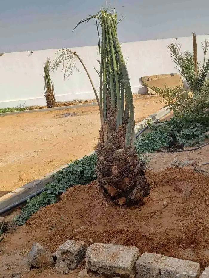 يوجد لدينا جميع انواع النخيل العربي والواشنطن ونقوم بتوريد ا 6
