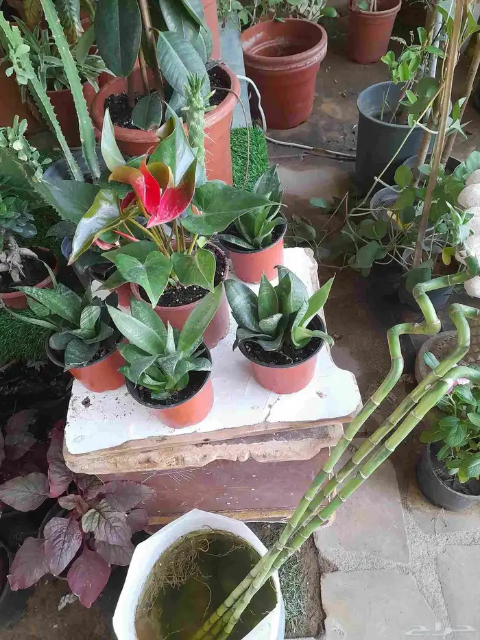 منسق حديق وتركيب جميع شبكات الري العادي والاتمتك 1