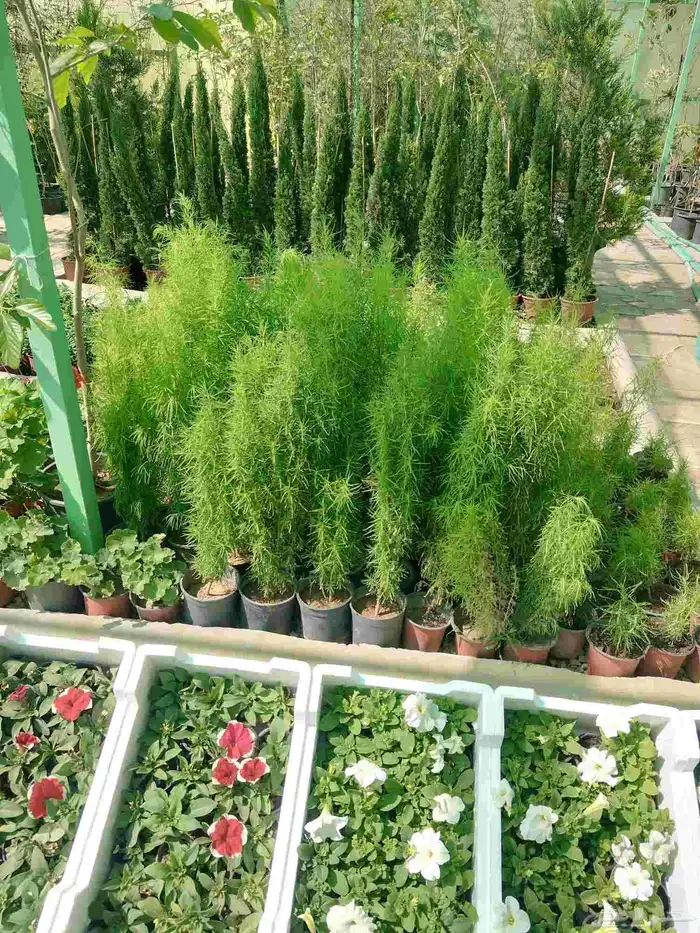 تنسيق حدائق وشبكات ري وقص الأشجار المثمره و ترتيب الشجر الزي 37